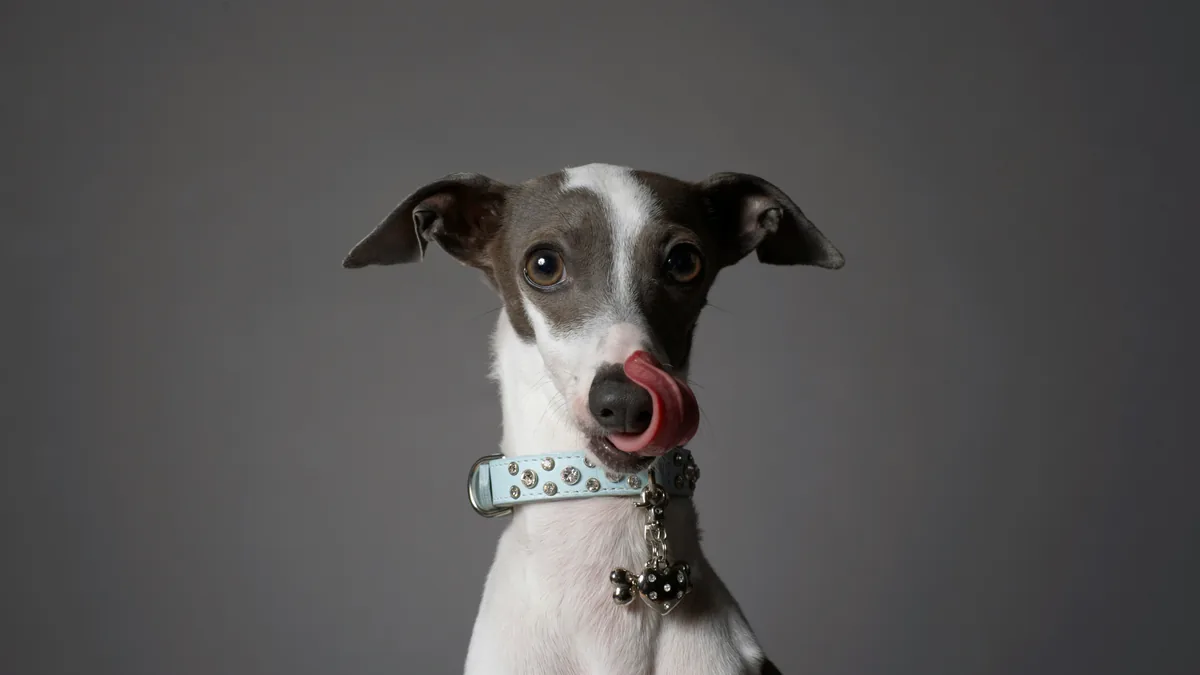 Dog wearing a collar against a grey background – PetSafe e-collar class action